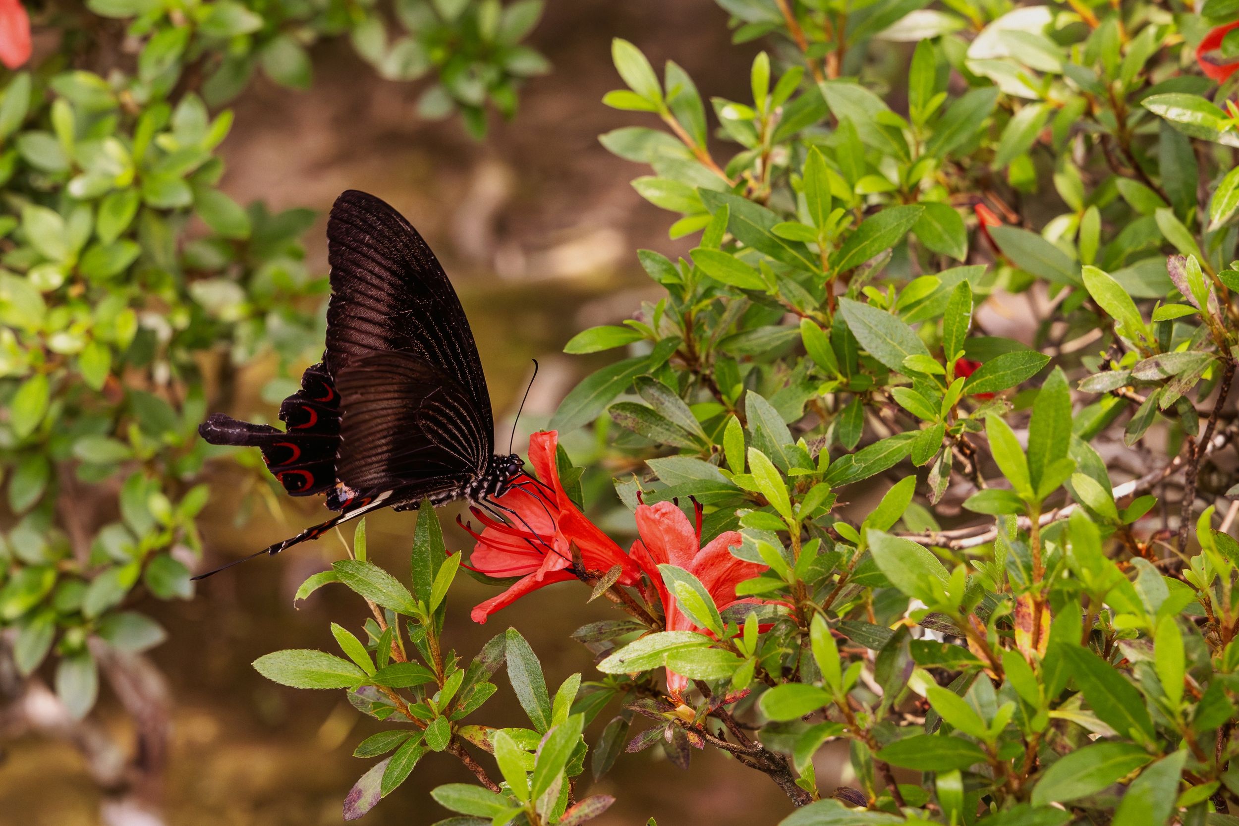 Swallowtail butterfly